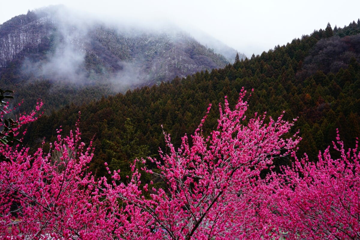 虻田福寿草の里の写真4
