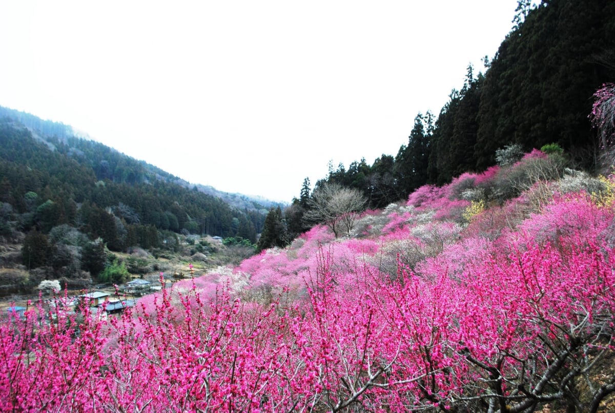 虻田福寿草の里の写真5