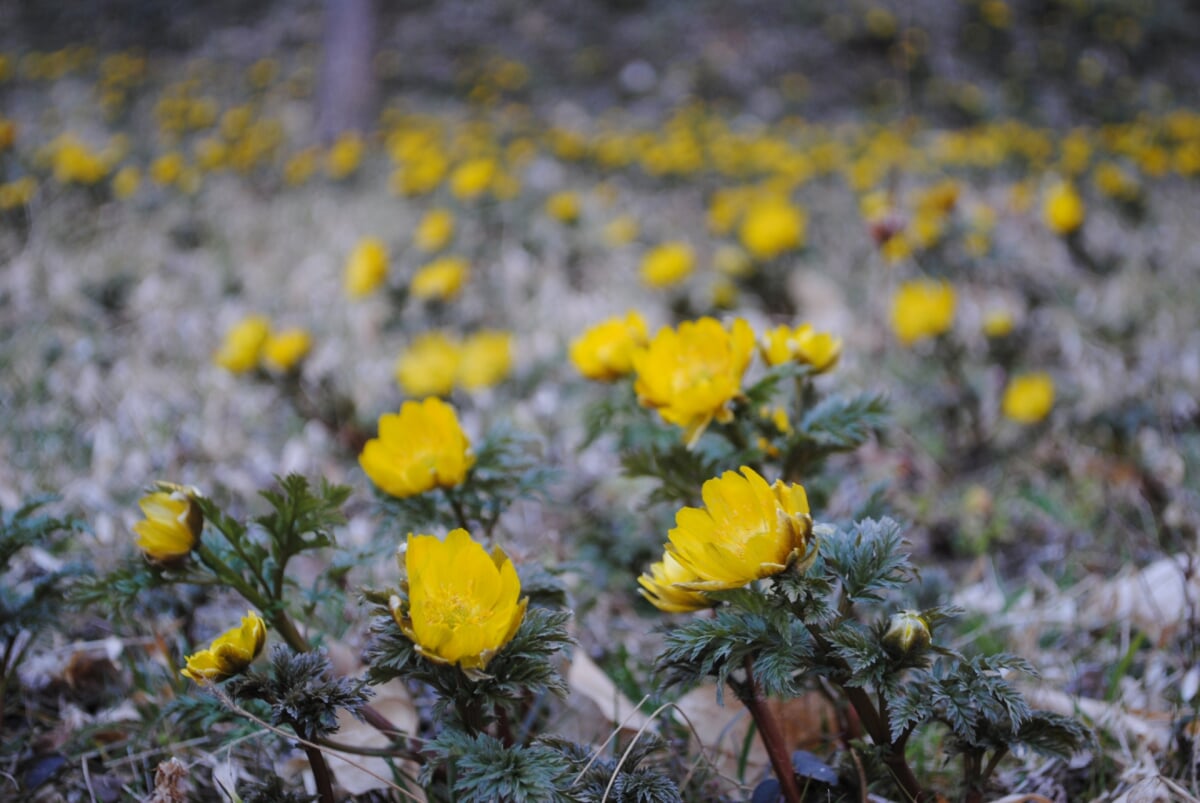 虻田福寿草の里の写真6