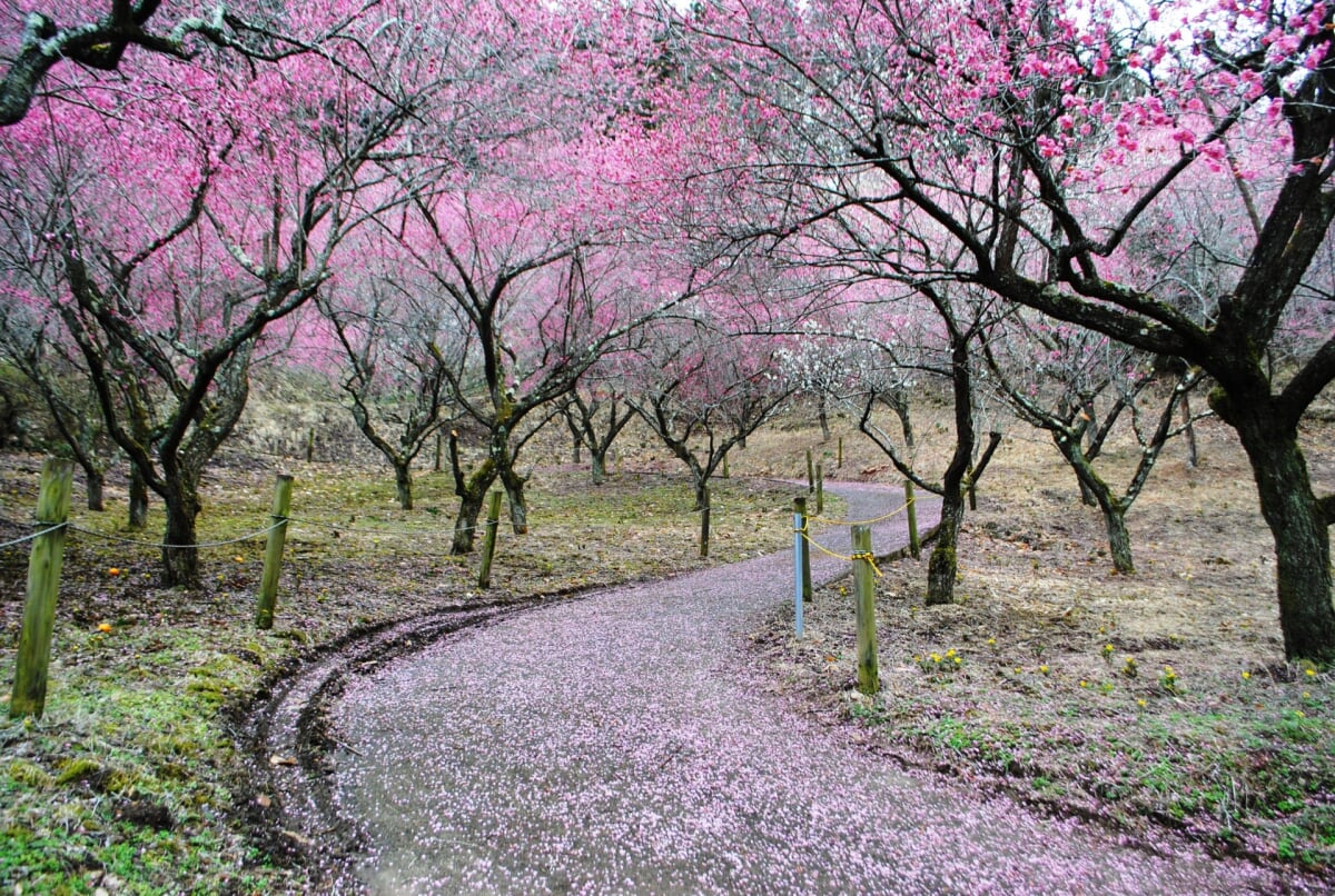 虻田福寿草の里の写真1