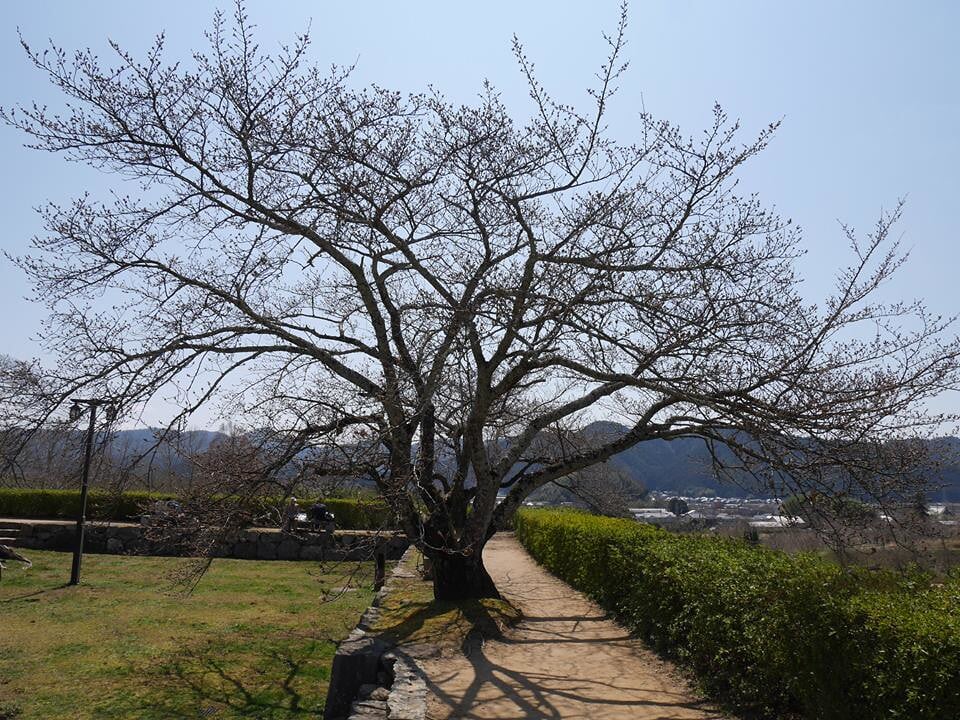 篠山城跡の写真3