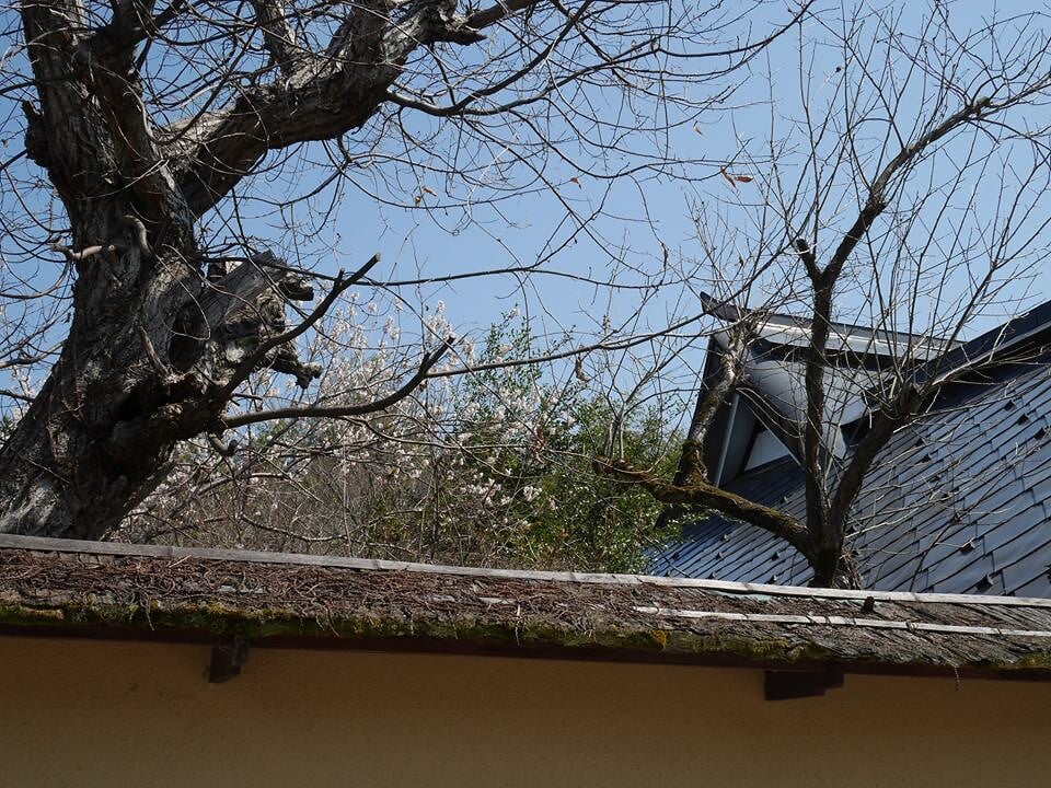 篠山城跡の写真6