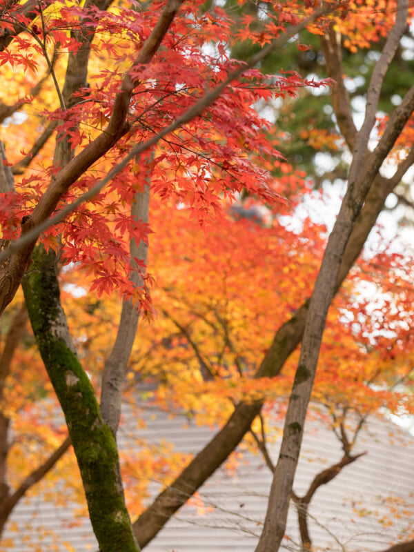 真如堂の写真11