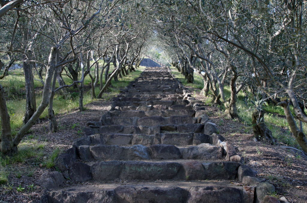 道の駅 小豆島オリーブ公園の写真2