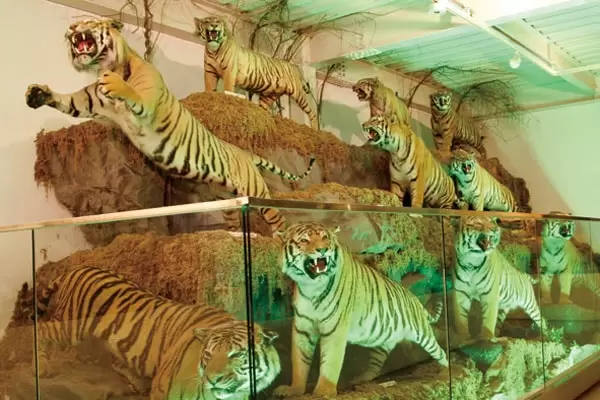 ねこの博物館の写真1