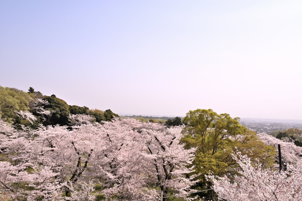 飯山白山森林公園の写真1