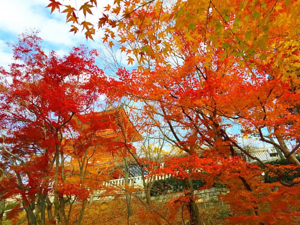 音羽山 清水寺の写真2