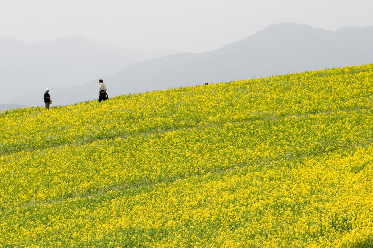 翠波高原の写真2