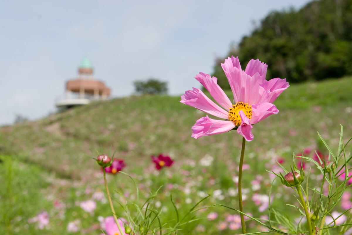 翠波高原の写真1