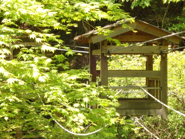 奥祖谷二重かずら橋・野猿の写真7