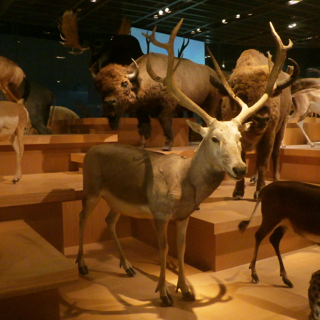 国立科学博物館の写真3