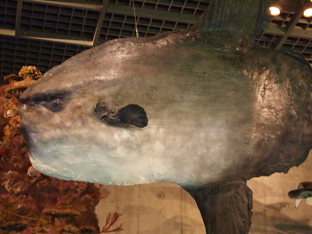 国立科学博物館の写真4