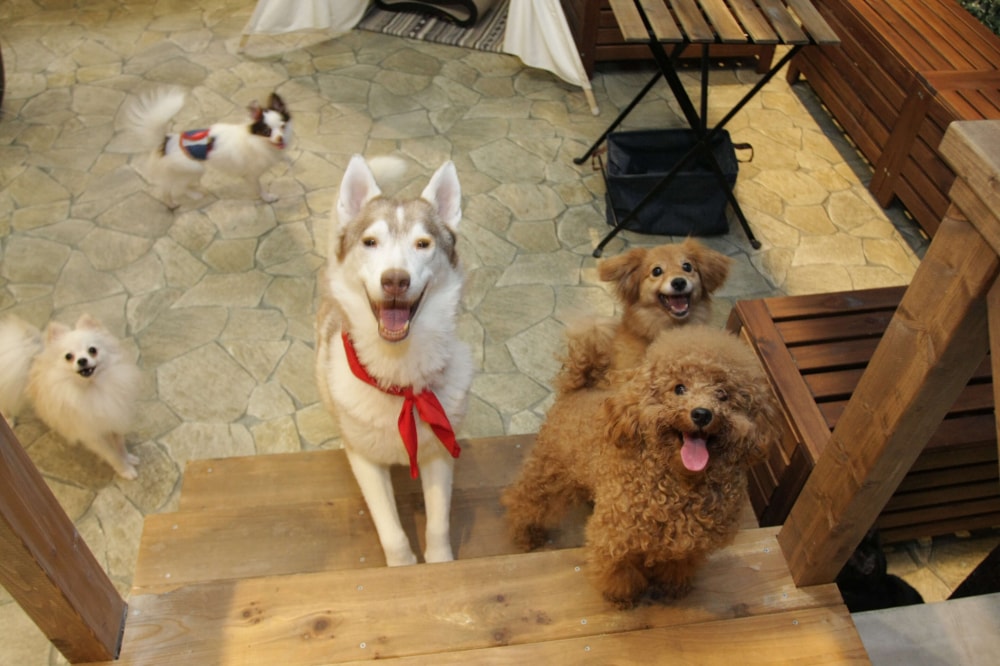 動物たちが暮らす森のカフェ アニミルの写真6