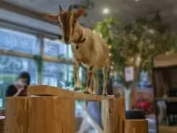 動物たちが暮らす森のカフェ アニミル