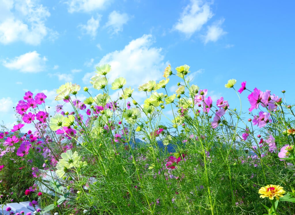 夢コスモス園の写真2