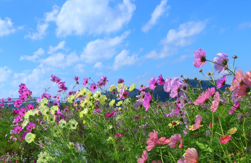 夢コスモス園の写真4