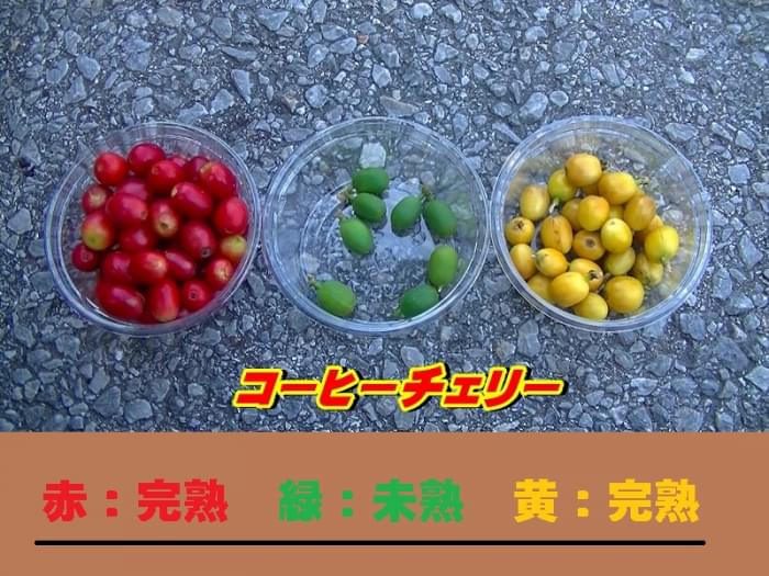 沖縄コーヒー体験農園の写真4