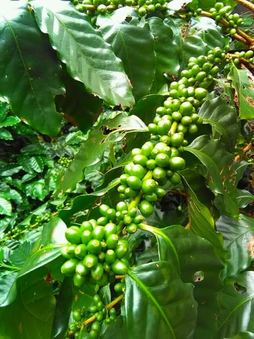 沖縄コーヒー体験農園の写真7