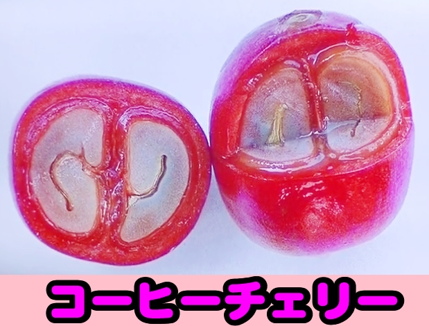 沖縄コーヒー体験農園の写真9