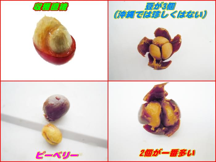 沖縄コーヒー体験農園の写真10