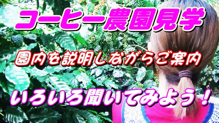 沖縄コーヒー体験農園の写真11