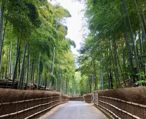 向日市 竹の径の写真1