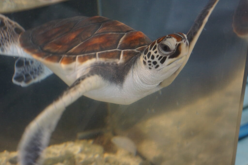 黒島研究所の写真4