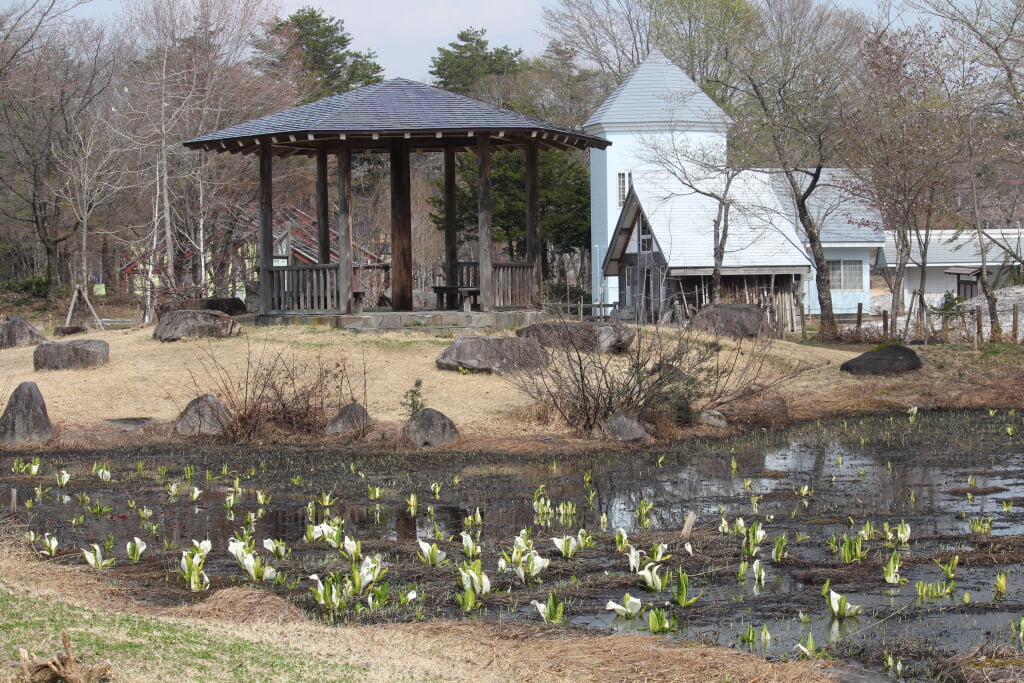 ひるがの湿原植物園の写真2