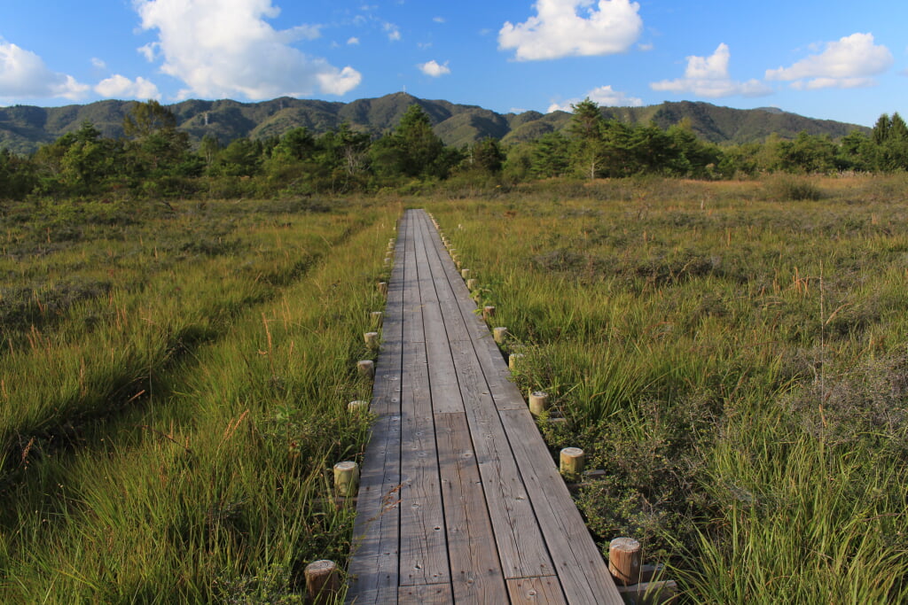 ひるがの湿原植物園の写真3