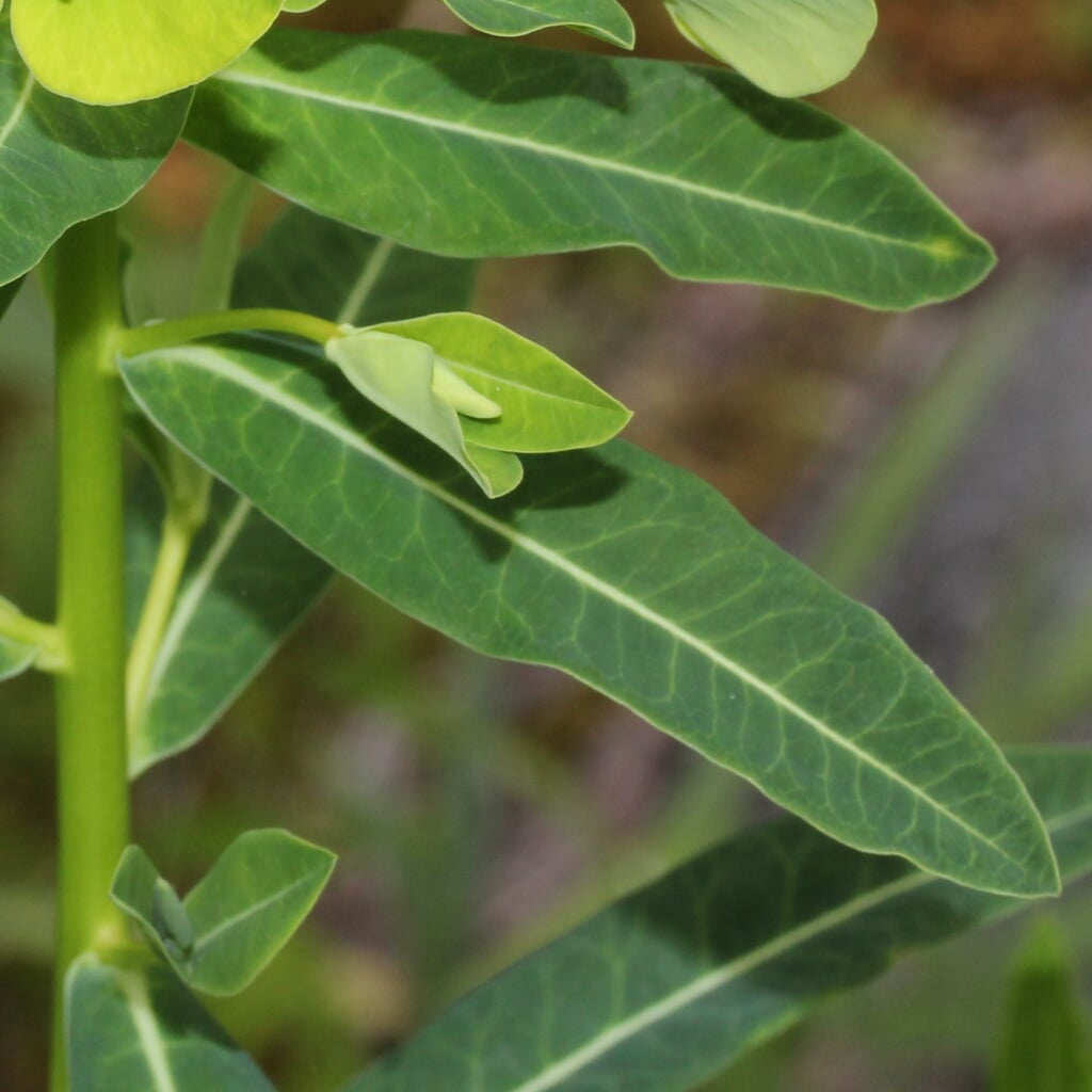 ひるがの湿原植物園の写真4