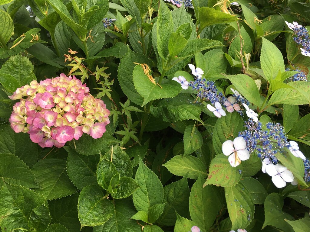 清瀬せせらぎ公園の写真3
