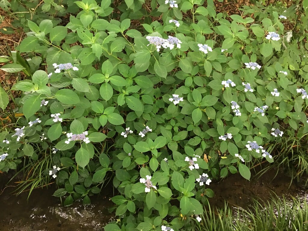 清瀬せせらぎ公園の写真11