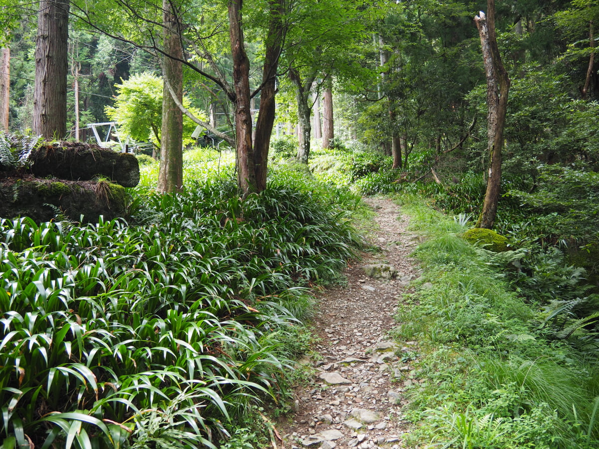 賤ヶ岳の写真10