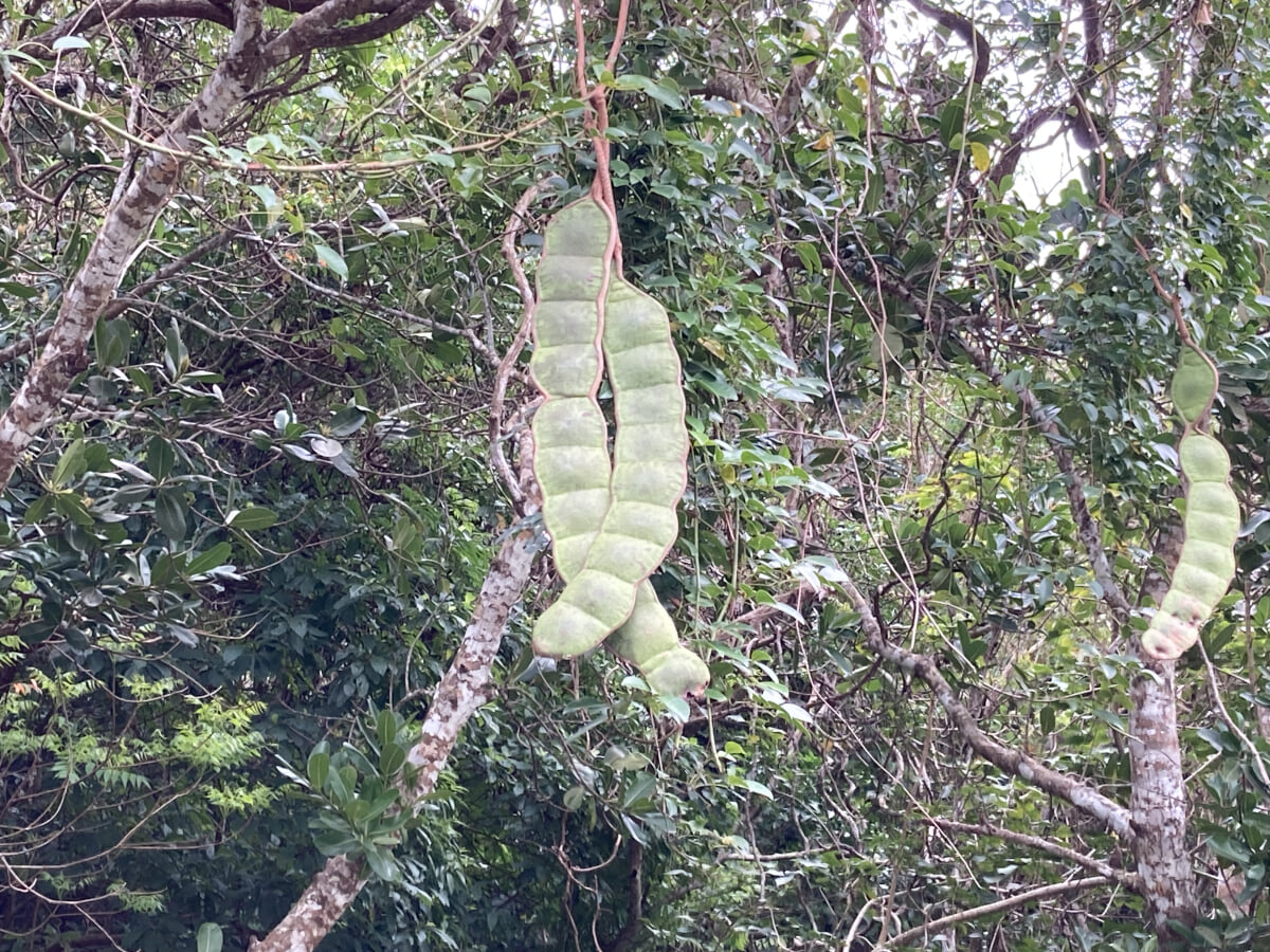 バンナ公園の写真2