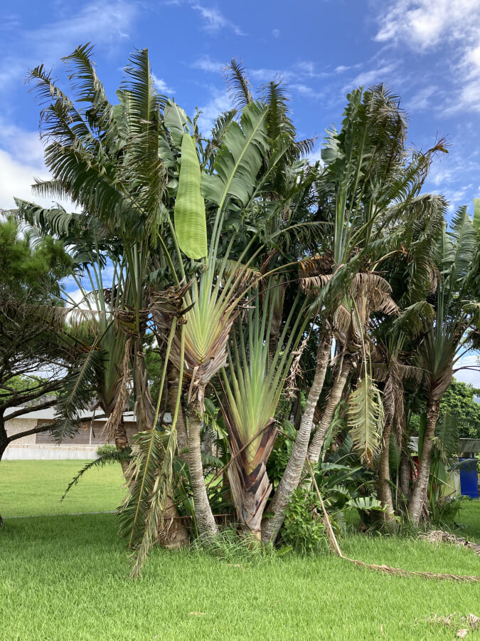 バンナ公園の写真3