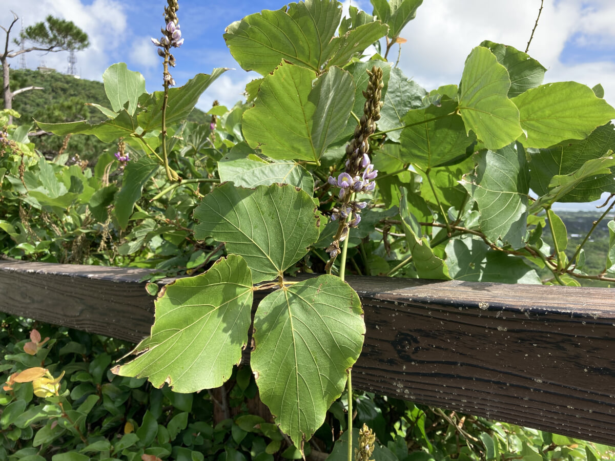 バンナ公園の写真4