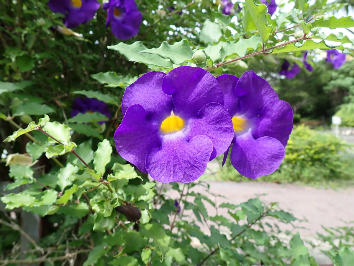 バンナ公園の写真6