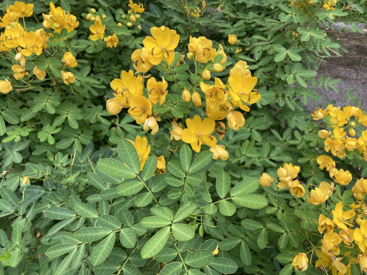 バンナ公園の写真8