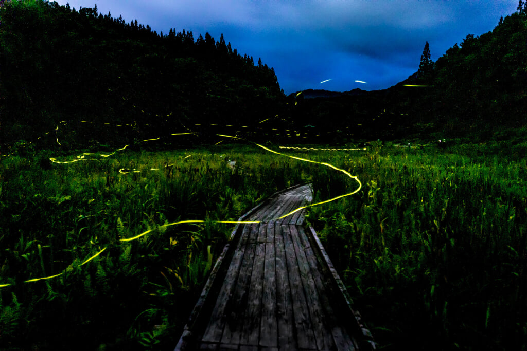 たきがしら湿原の写真1