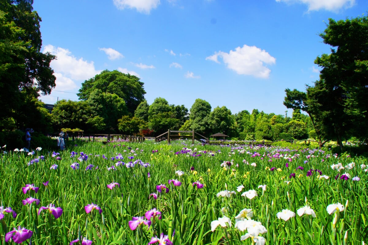 染谷花しょうぶ園の写真2