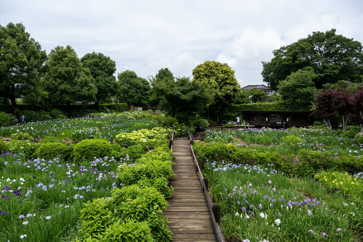 染谷花しょうぶ園の写真3