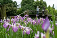 染谷花しょうぶ園