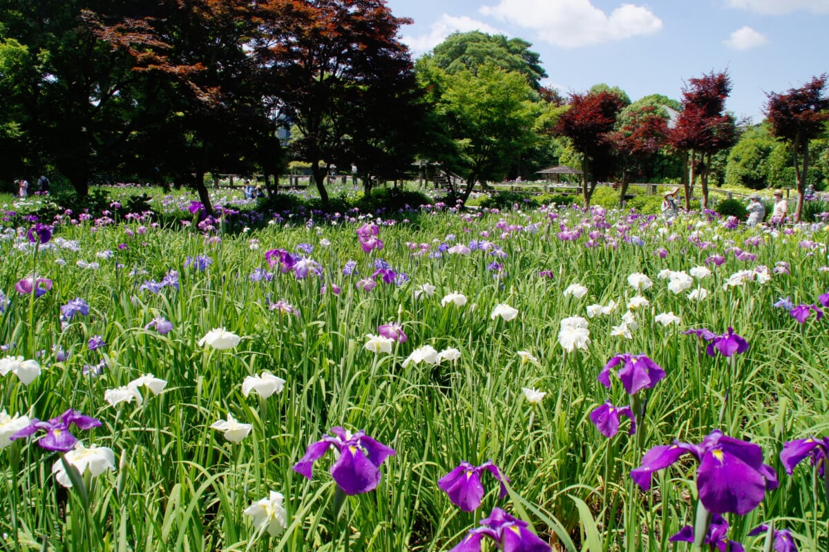 染谷花しょうぶ園の写真4