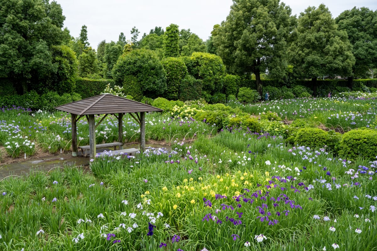 染谷花しょうぶ園の写真5