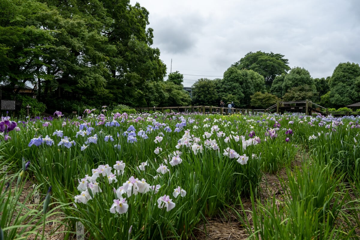 染谷花しょうぶ園の写真6