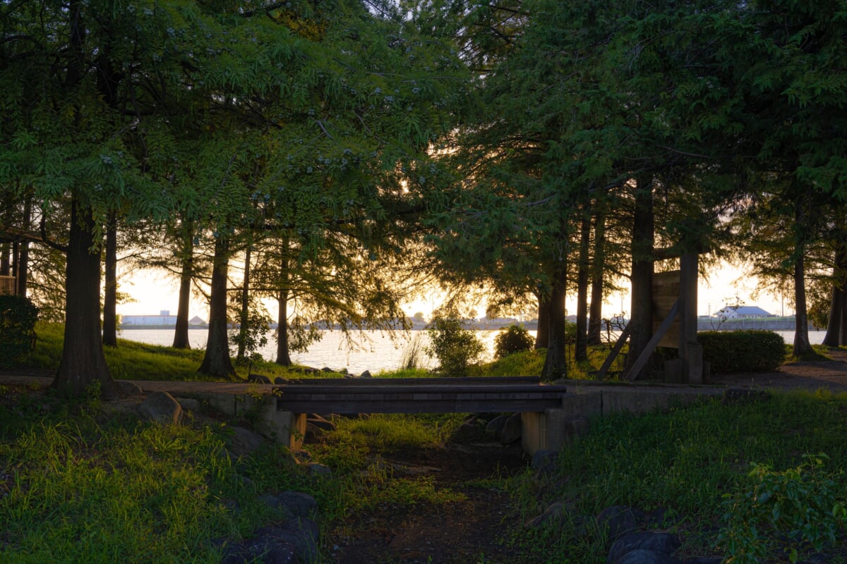 天満大池公園の写真1