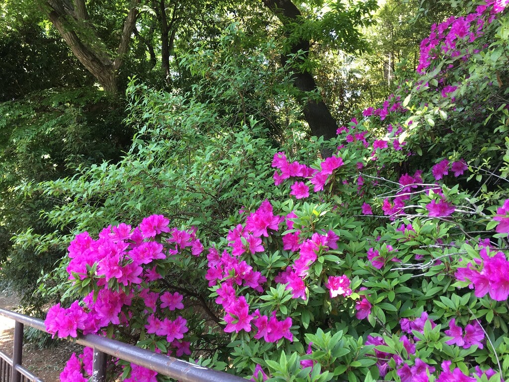 天神下公園の写真4