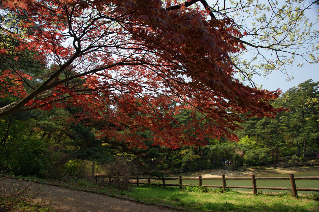 再度公園の写真15
