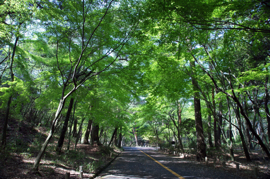 再度公園の写真18