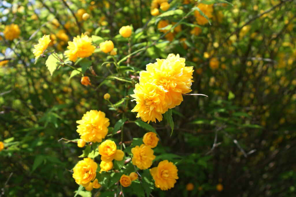 再度公園の写真20